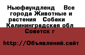 Ньюфаундленд  - Все города Животные и растения » Собаки   . Калининградская обл.,Советск г.